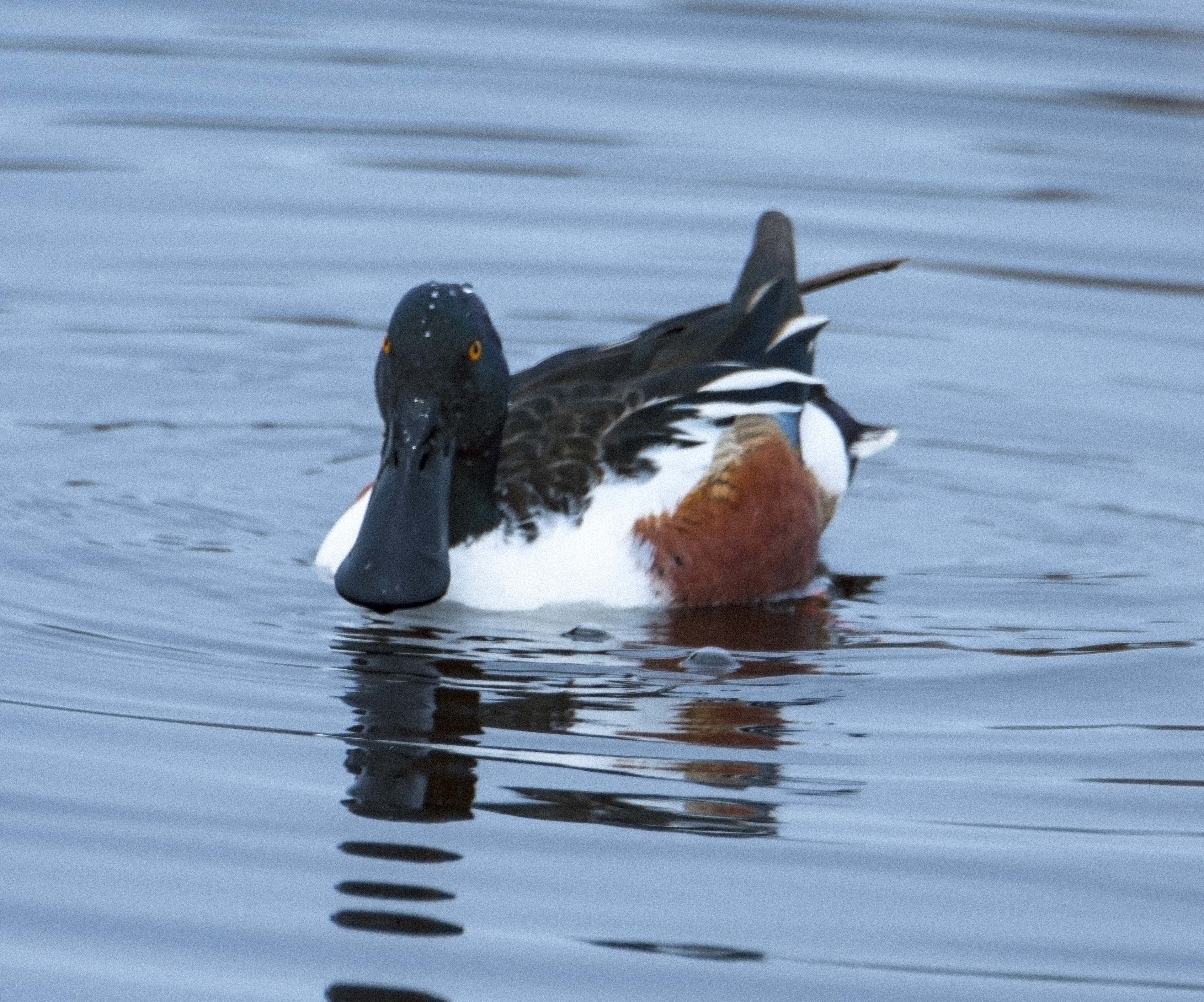 Northern Shoveler, Montezuma