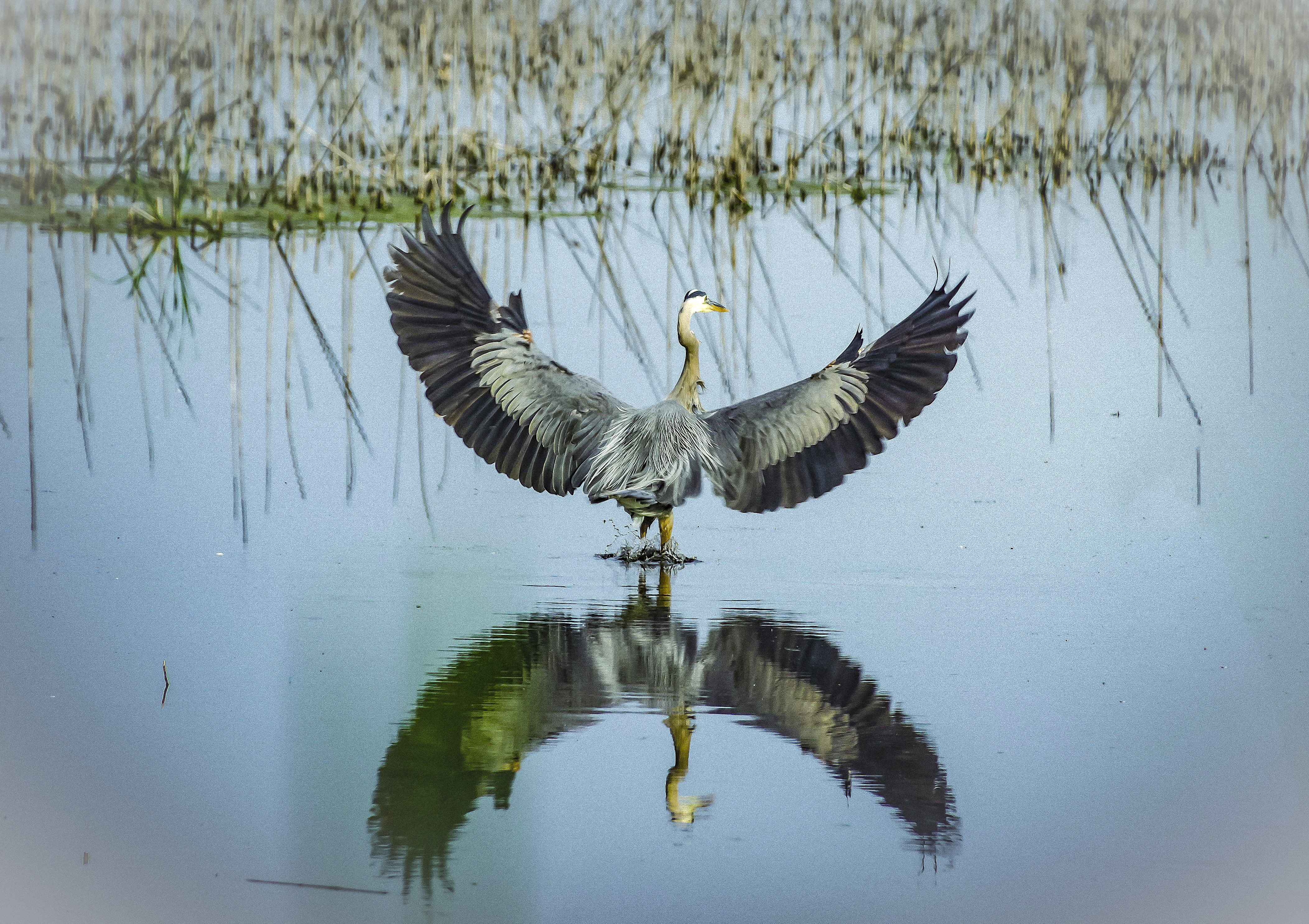 Blue Heron, Montezuma Refuge