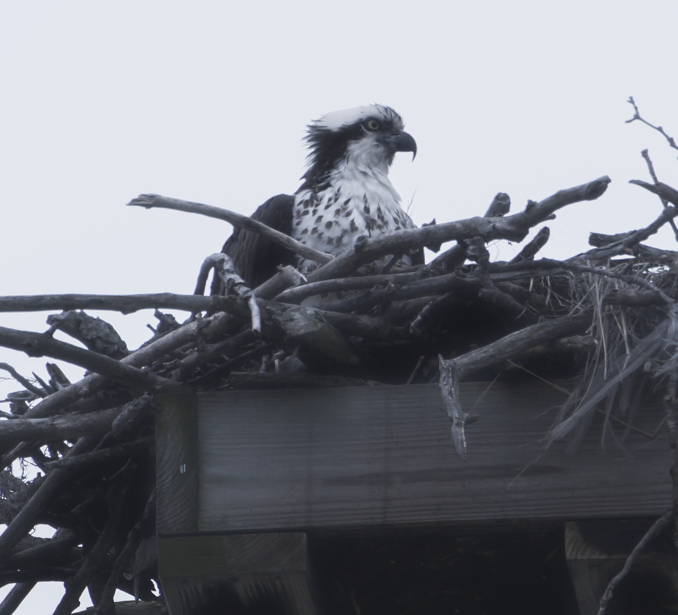 Osprey, Cass Park, Ithaca