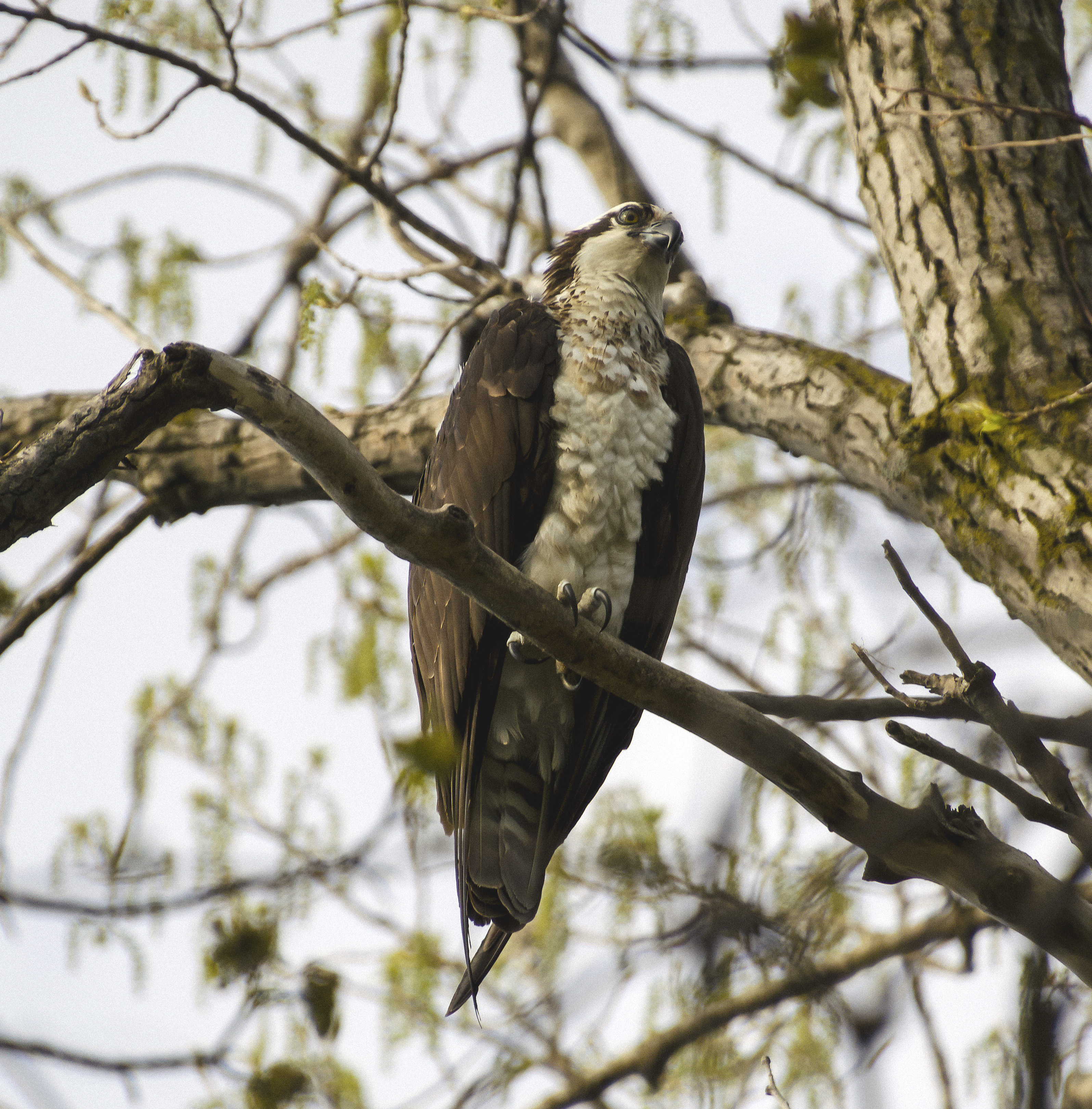 Osprey, Stewart Park, Ithaca