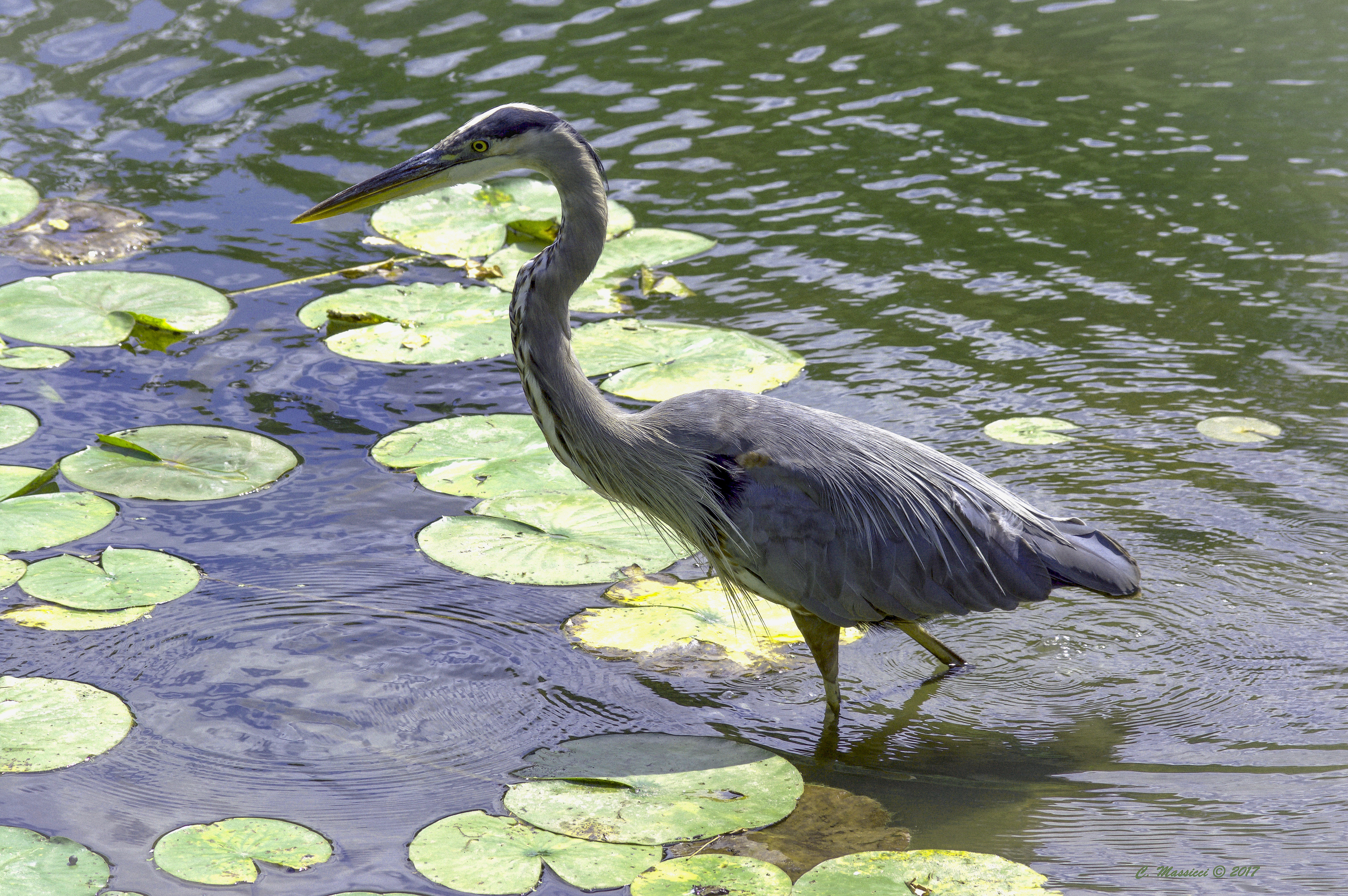 Blue Heron, Stewart Park