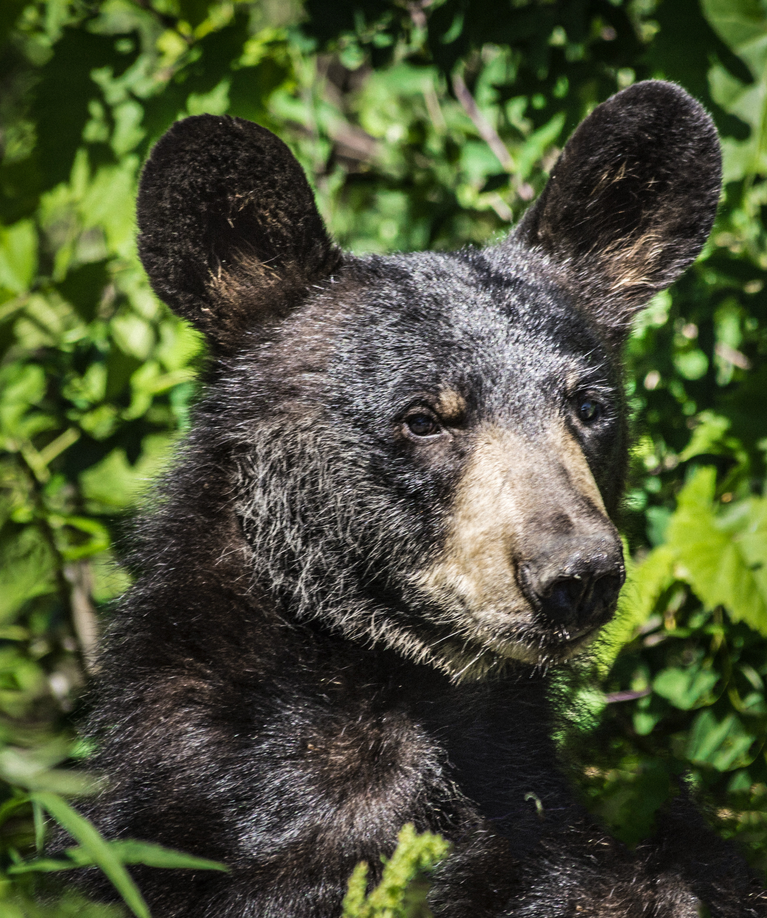 Black Bear, Ithaca, NY