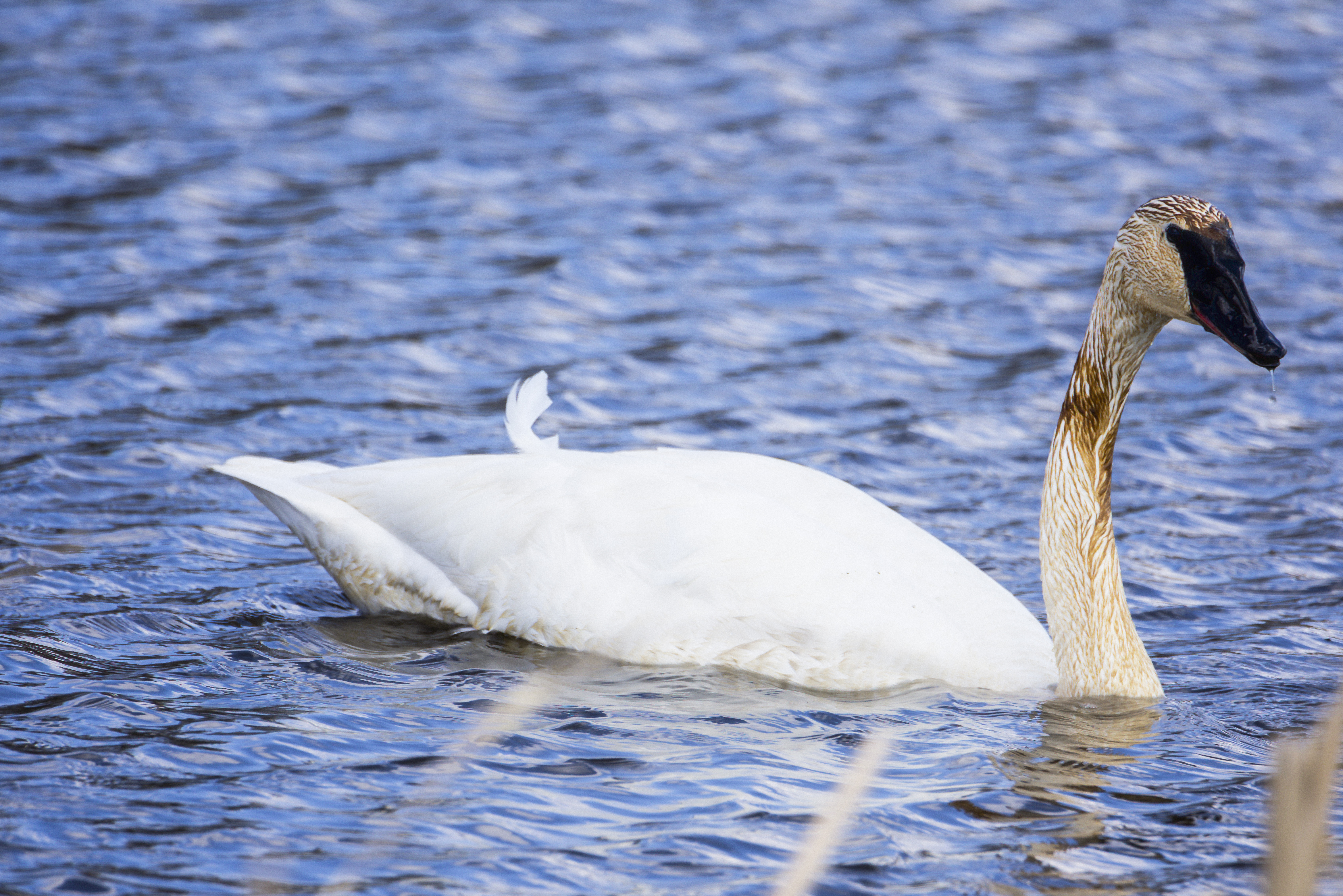Trumpeter Swan