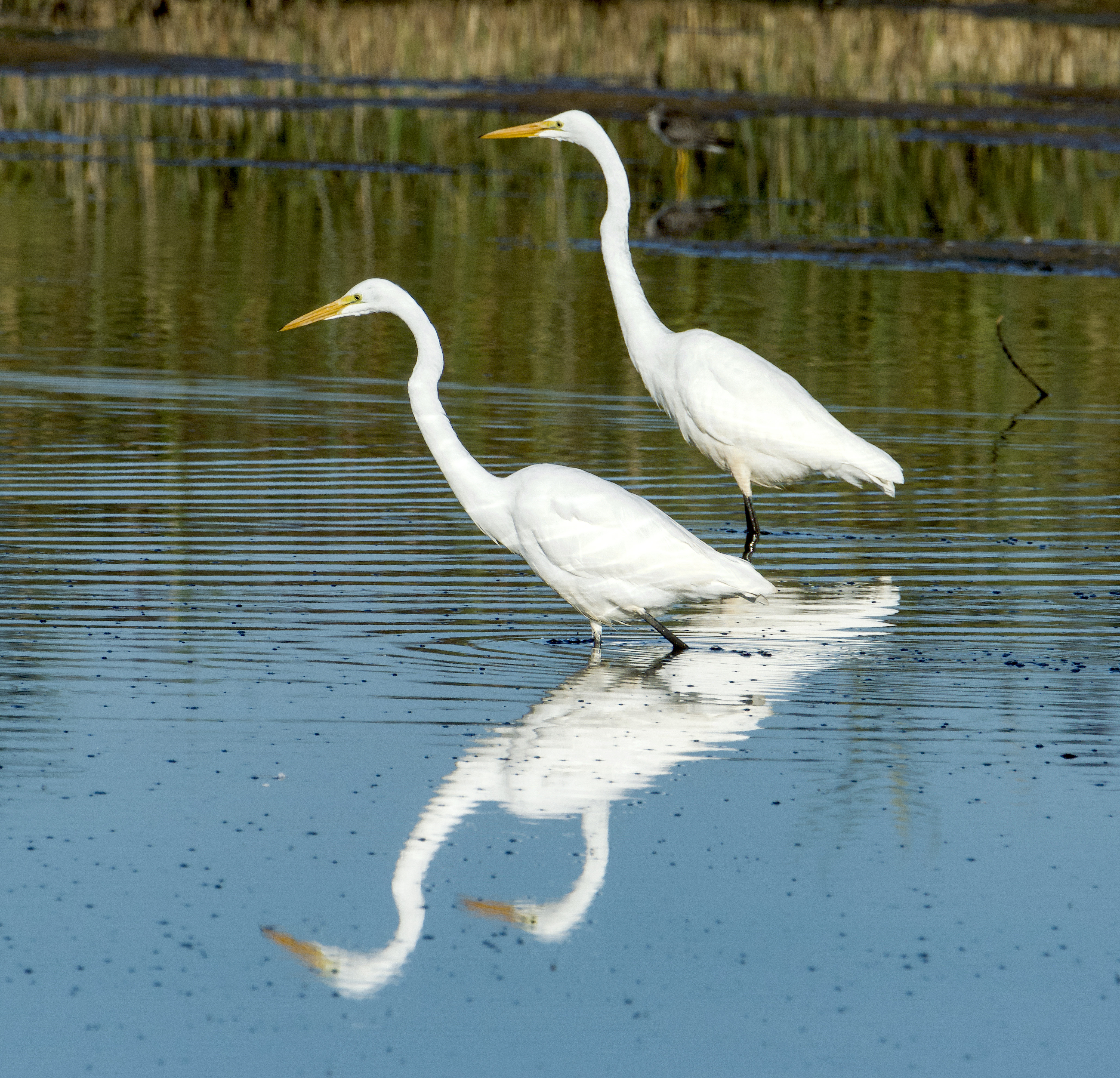 Great White Egrets, Montezuma