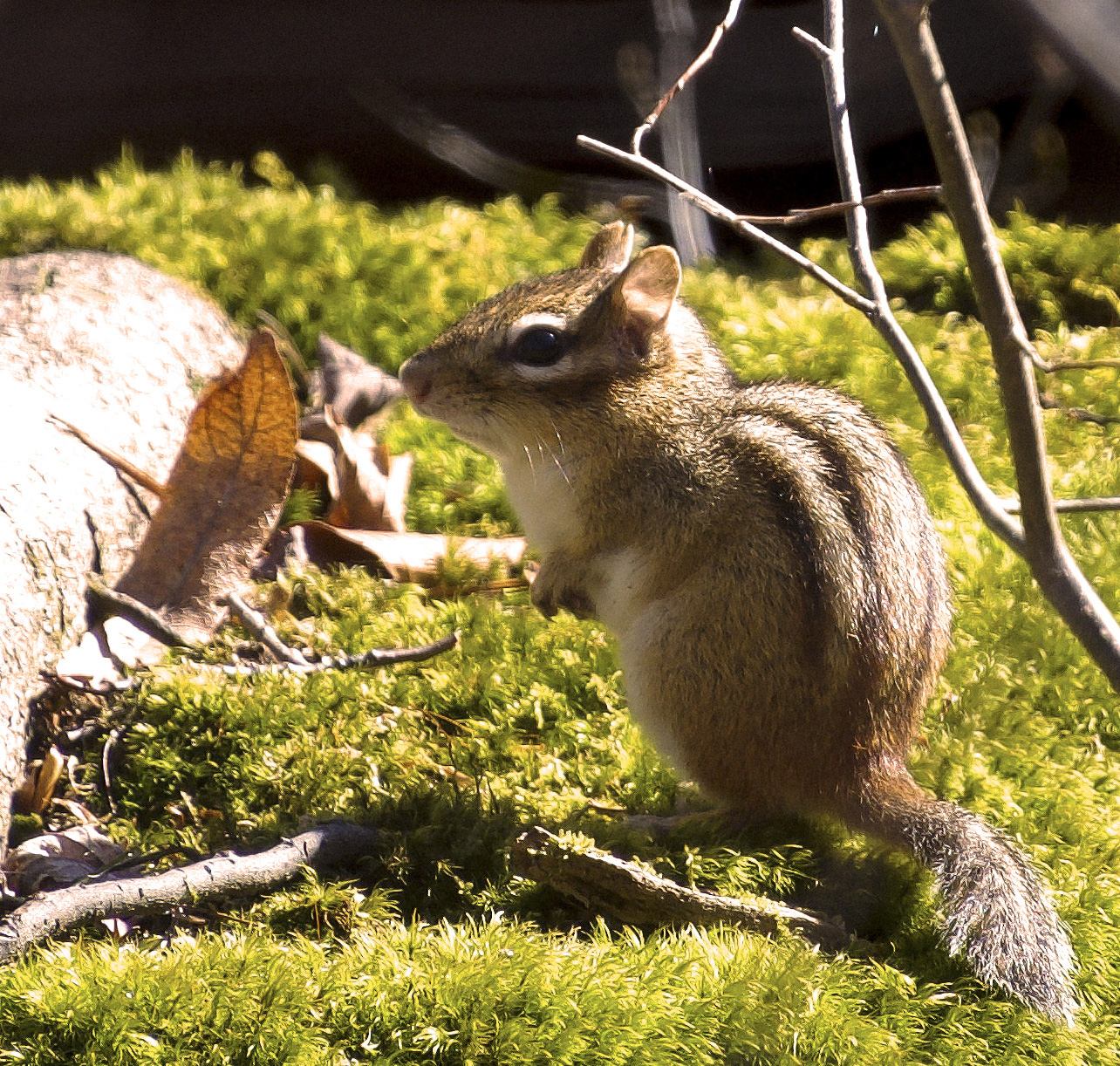 Chipmunk at Lab of Ornithology