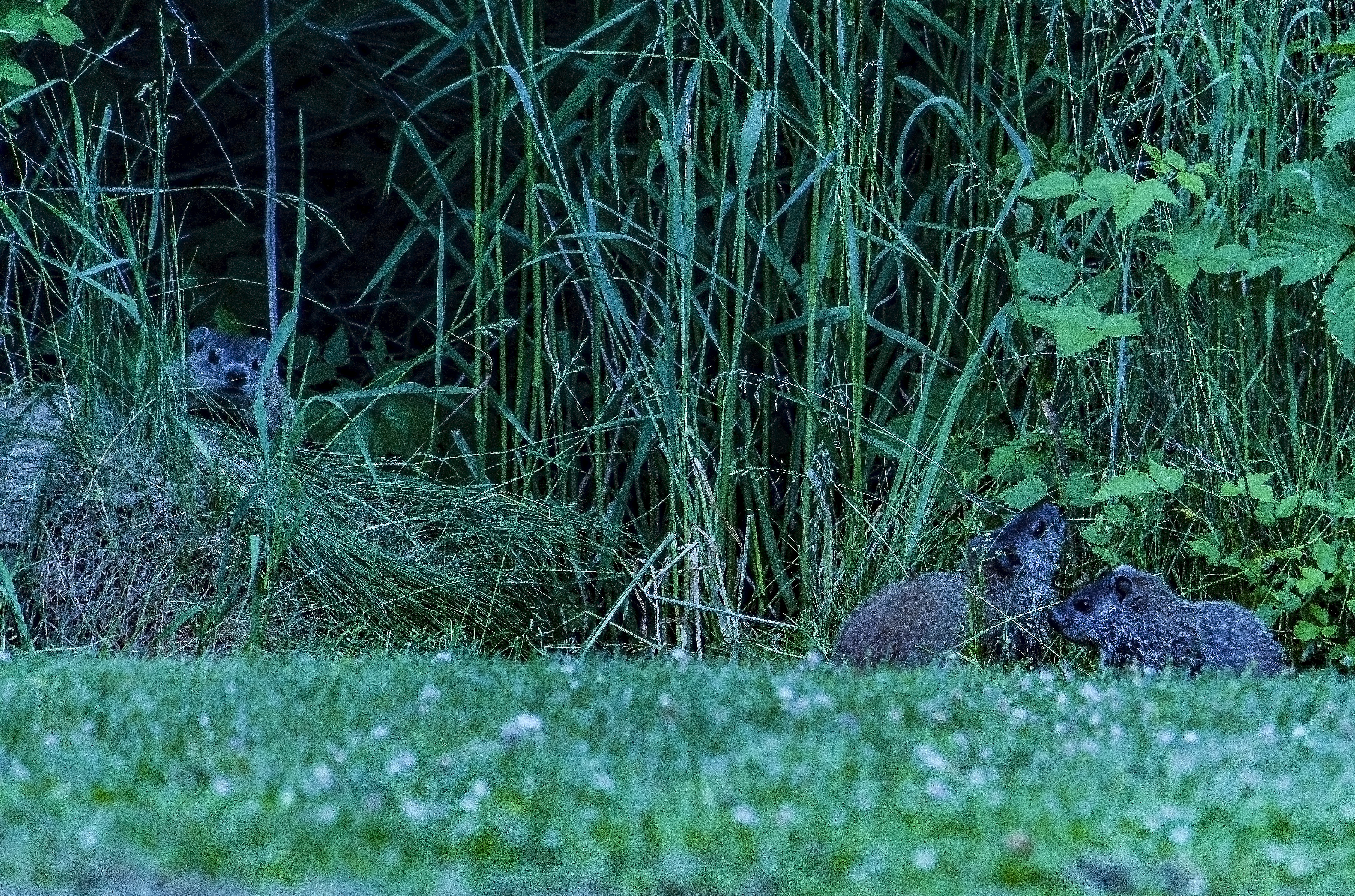 Young Groundhogs 2020