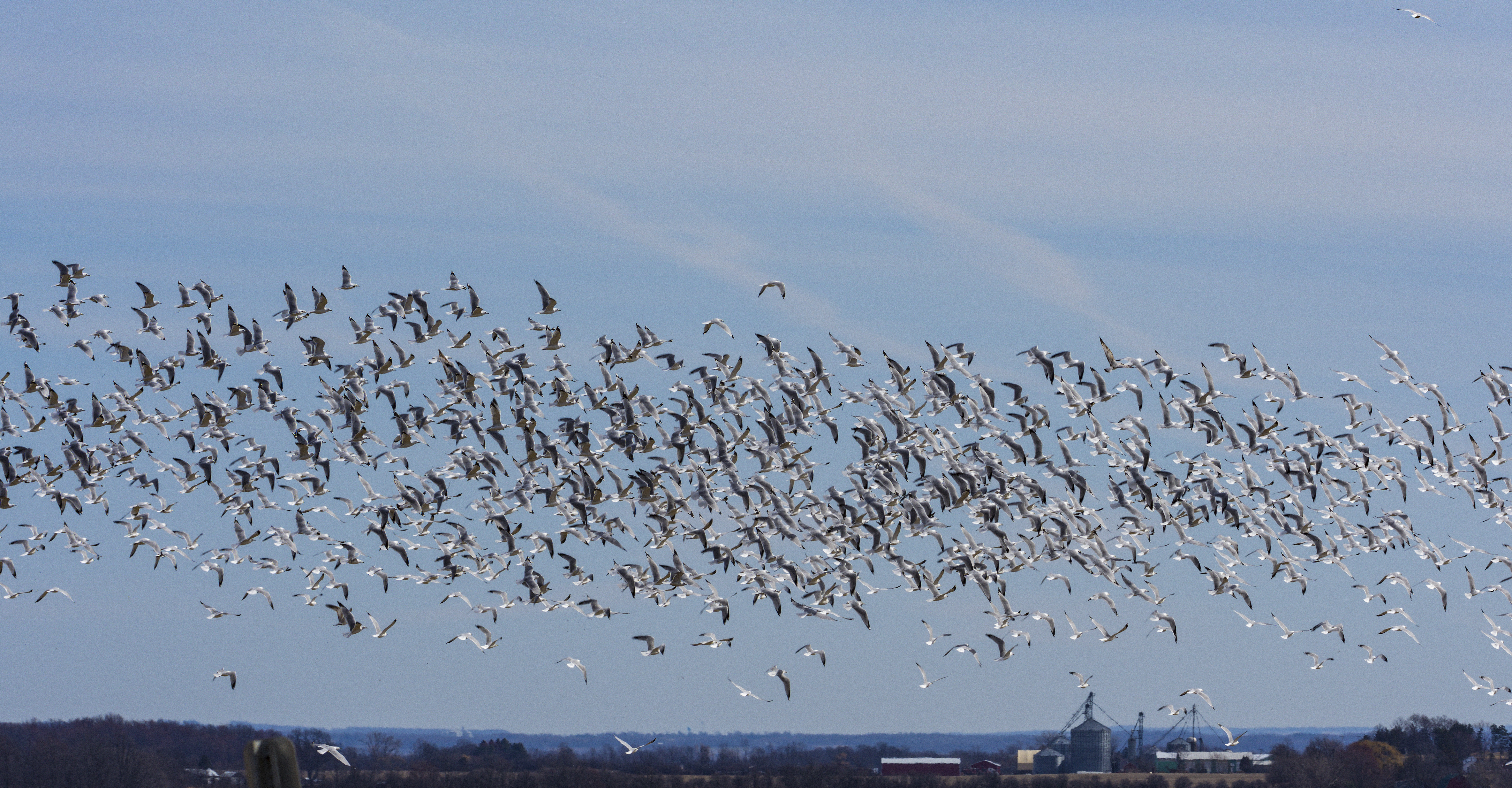 Snow Geese, Romulus, NY