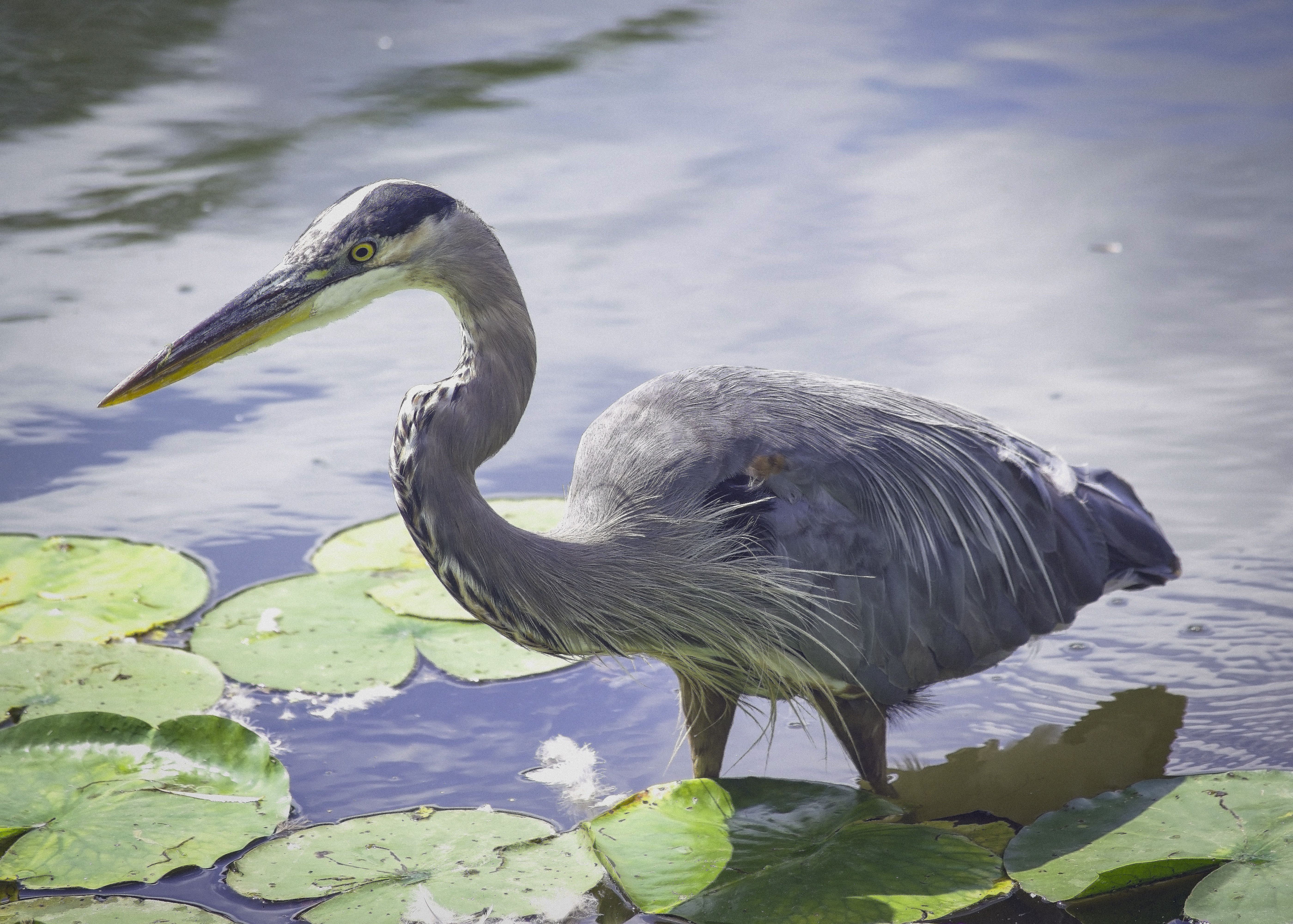Blue Heron, Stewart Park Lagoon