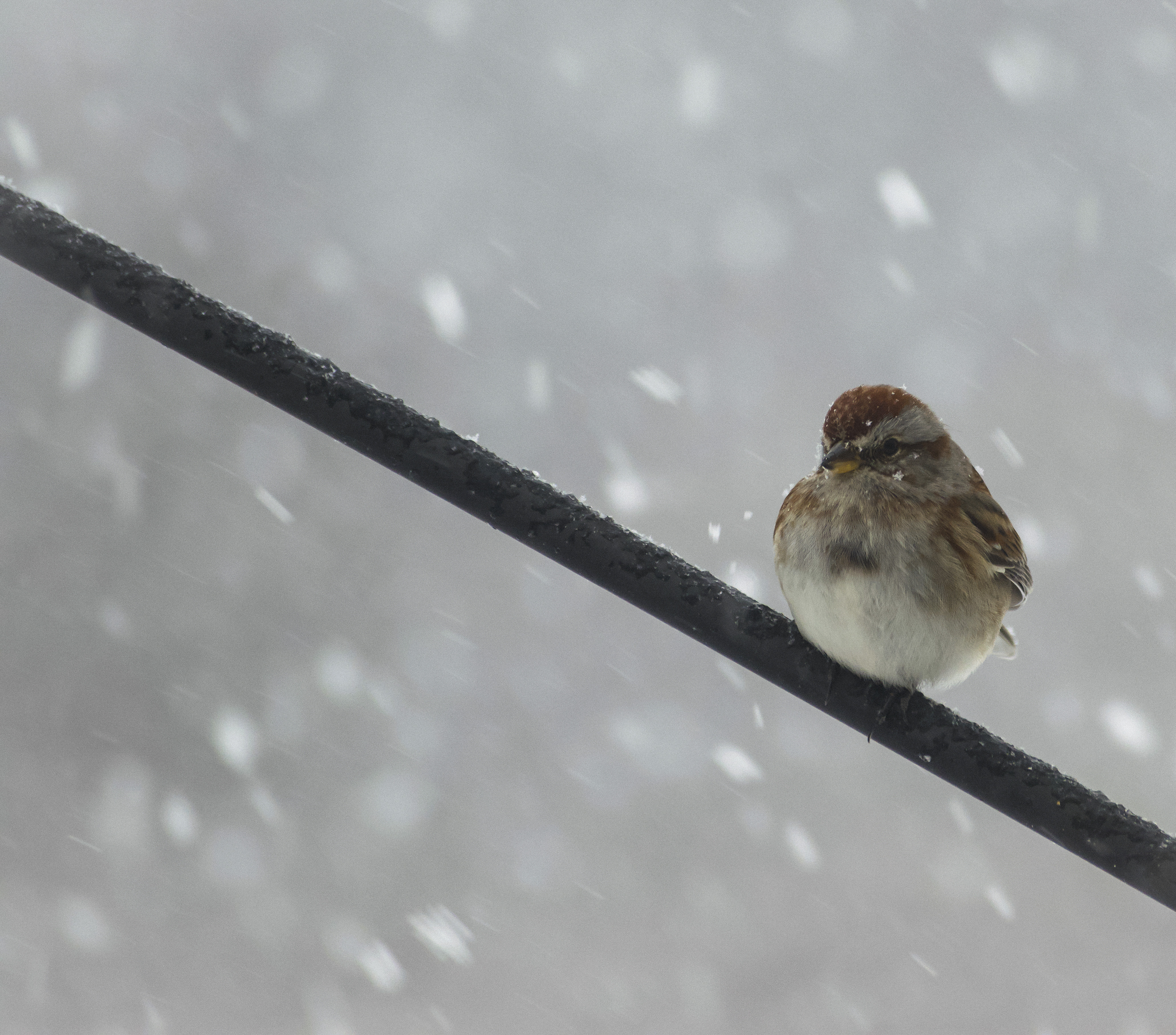 Sparrow on Feeder Bracket