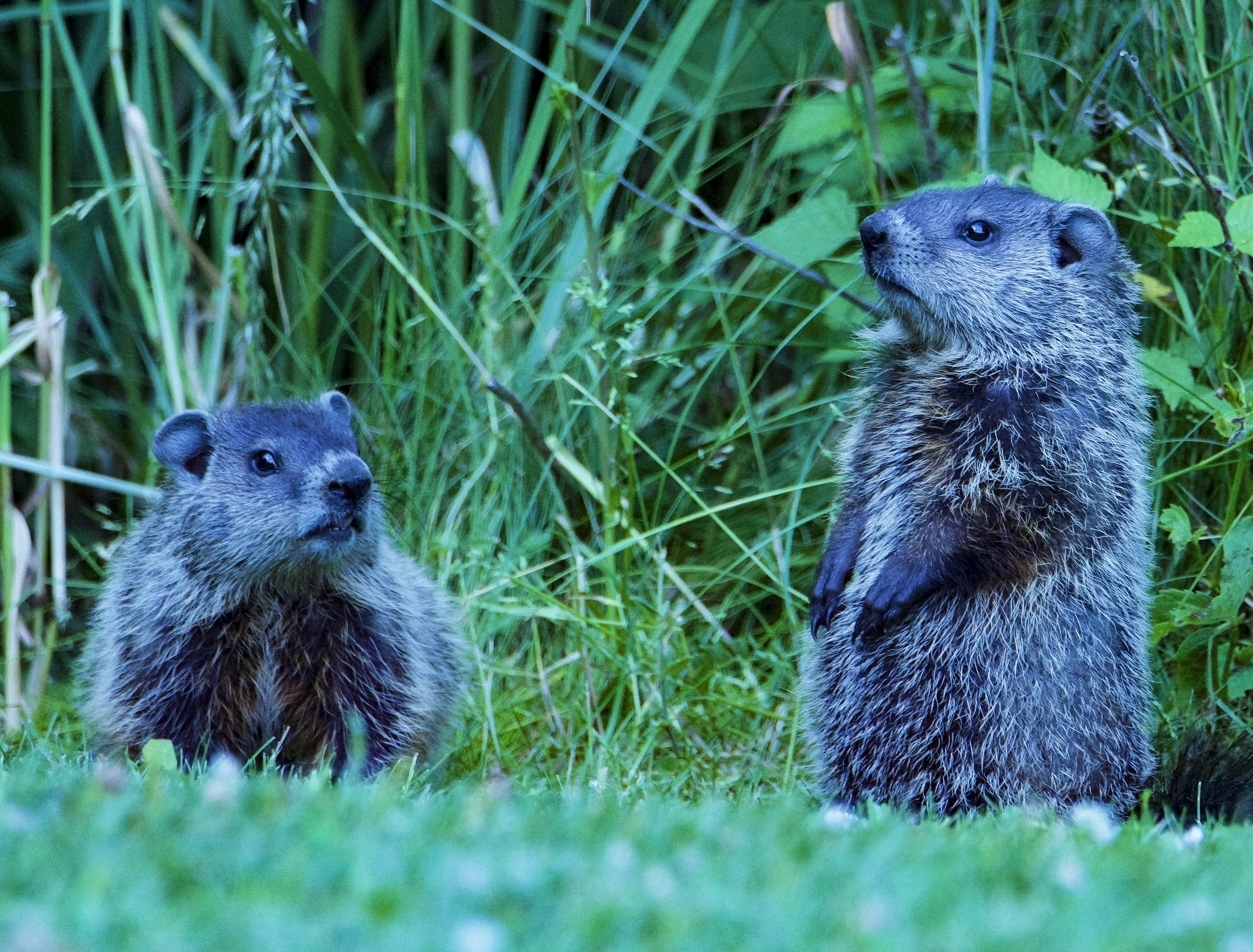 Groundhogs 2020