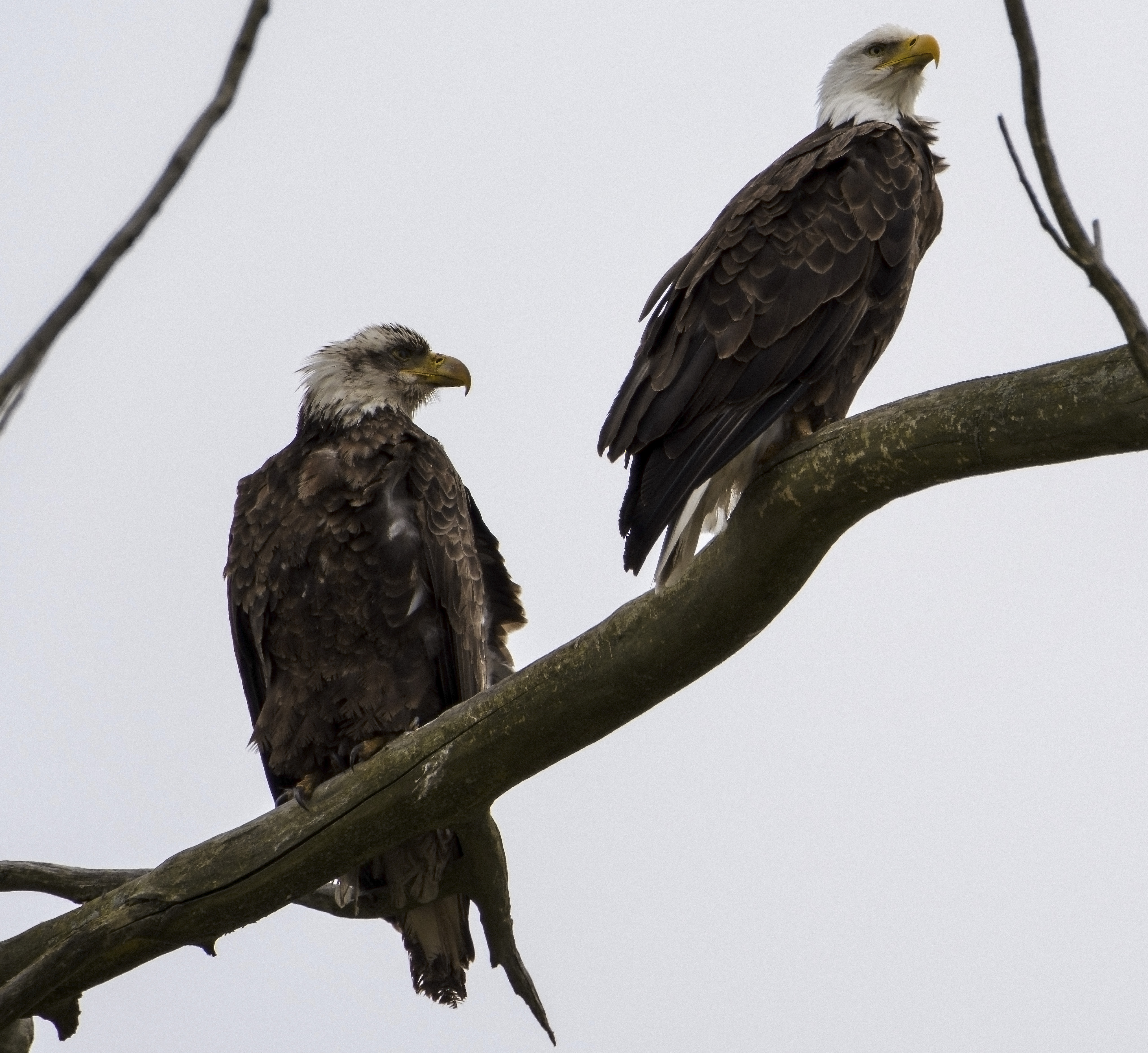 Sub adult and adult Bald Eagles, Montezuma 4-2020