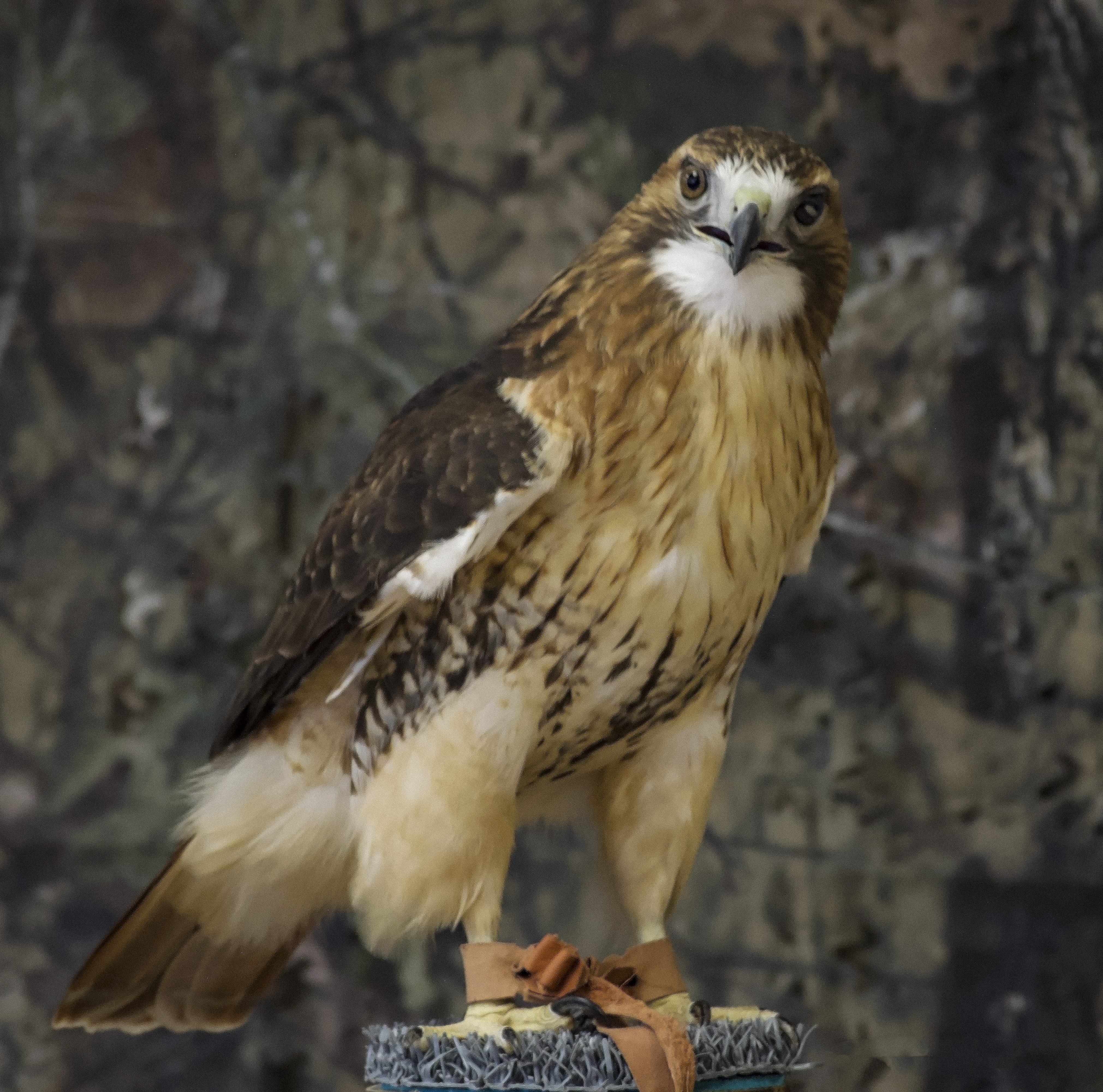 Red Tailed Hawk, Raptor