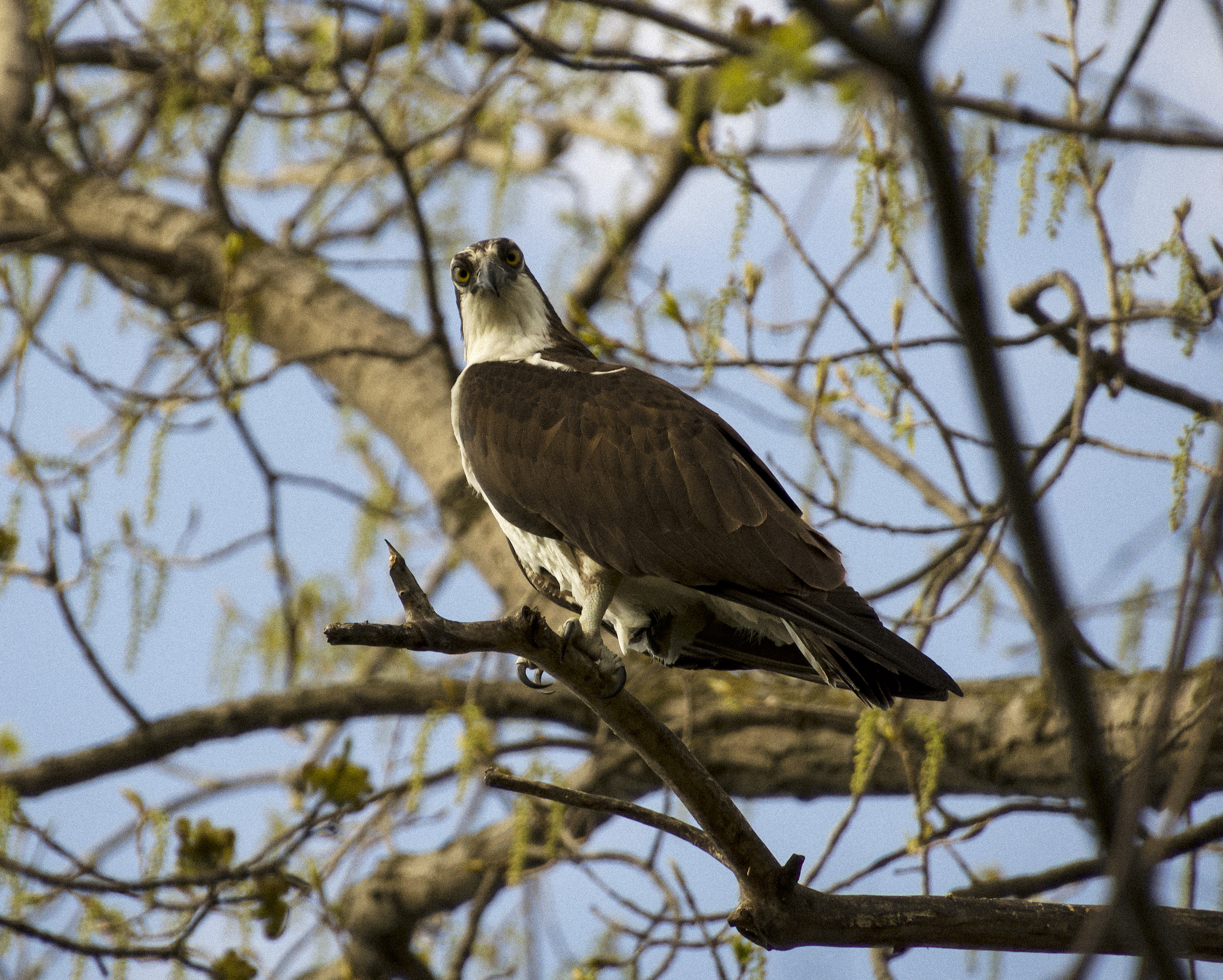 Osprey, Stewart Park, Ithaca