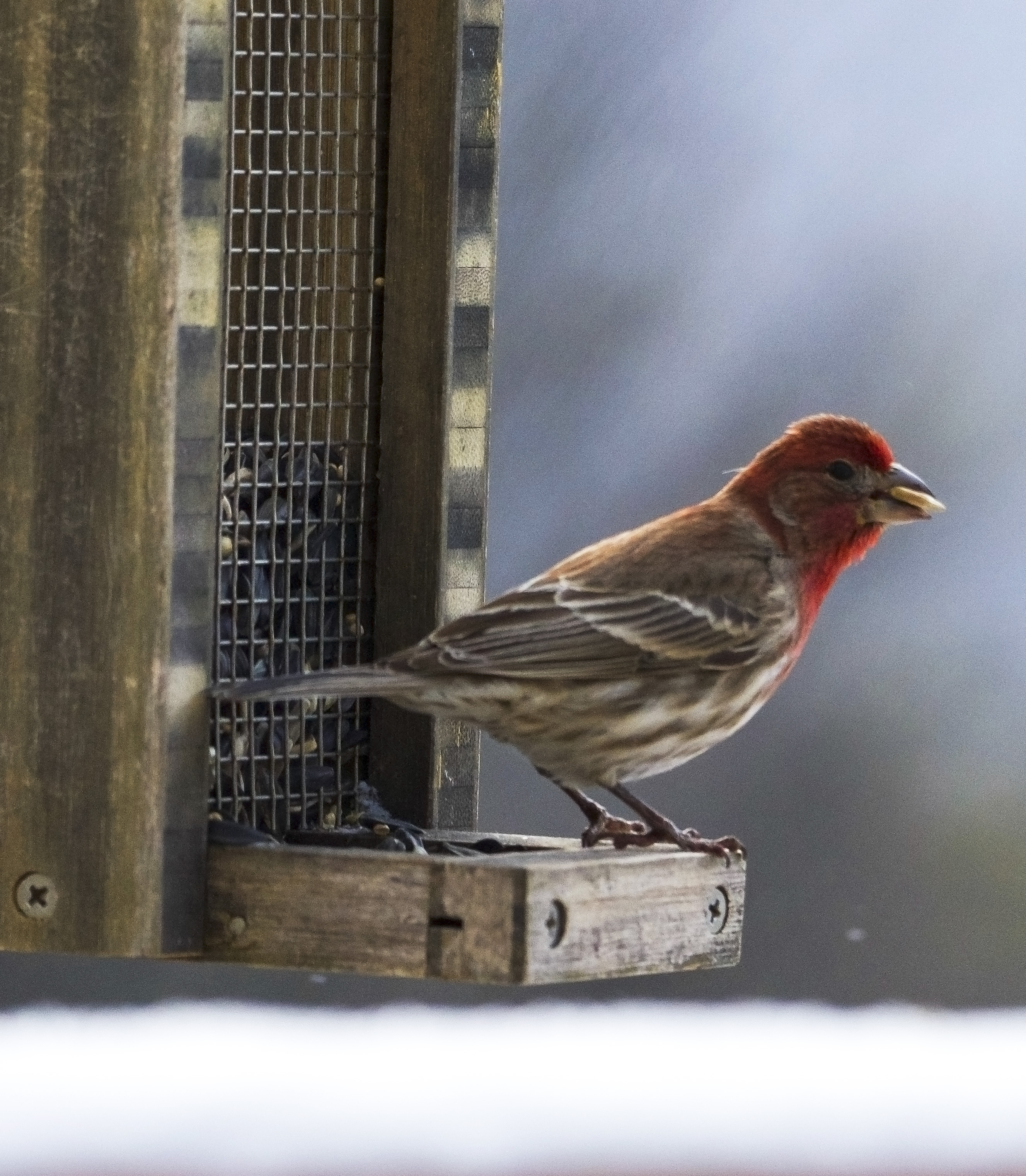 House Finch
