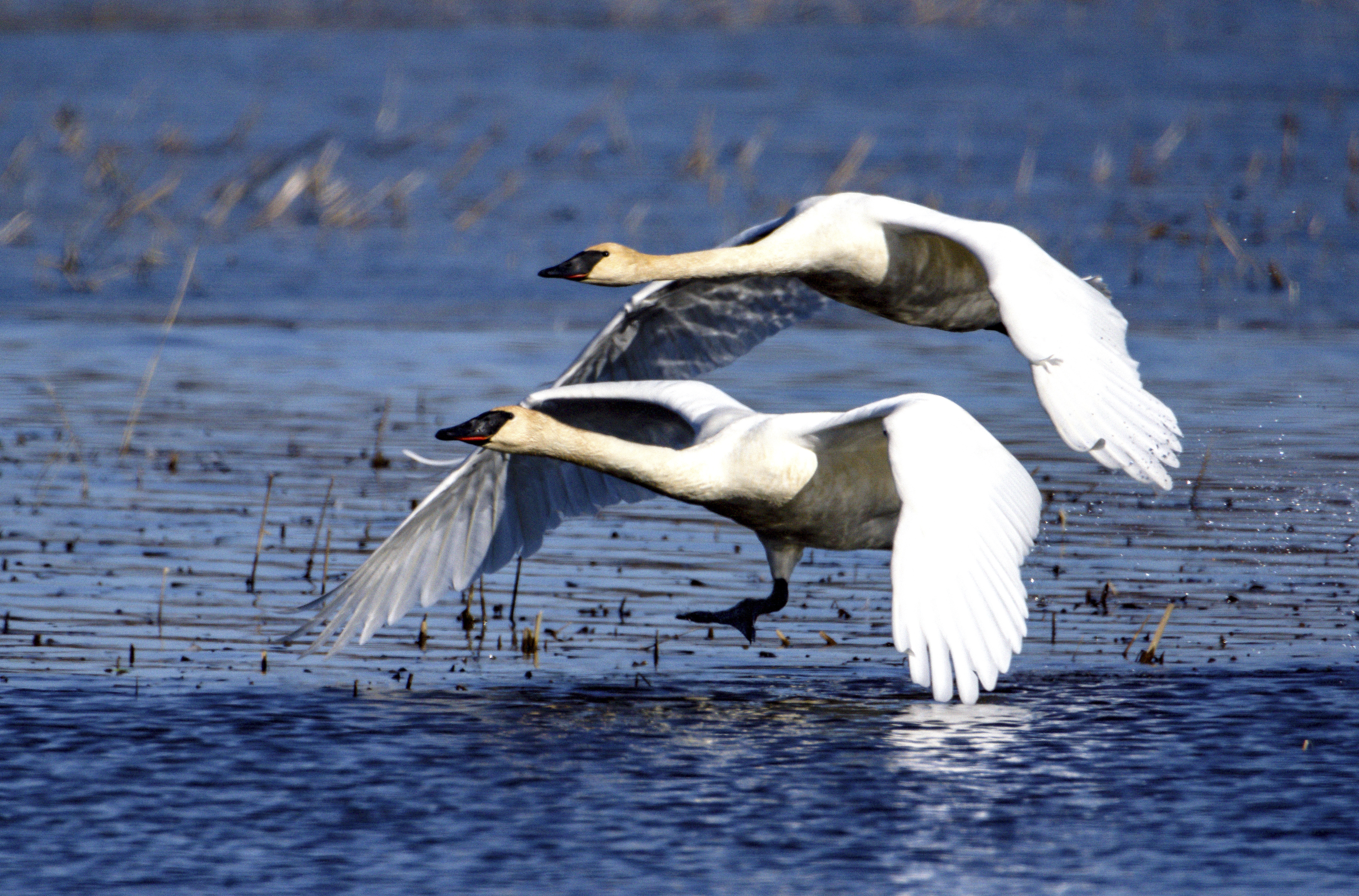 Swans, Montezuma