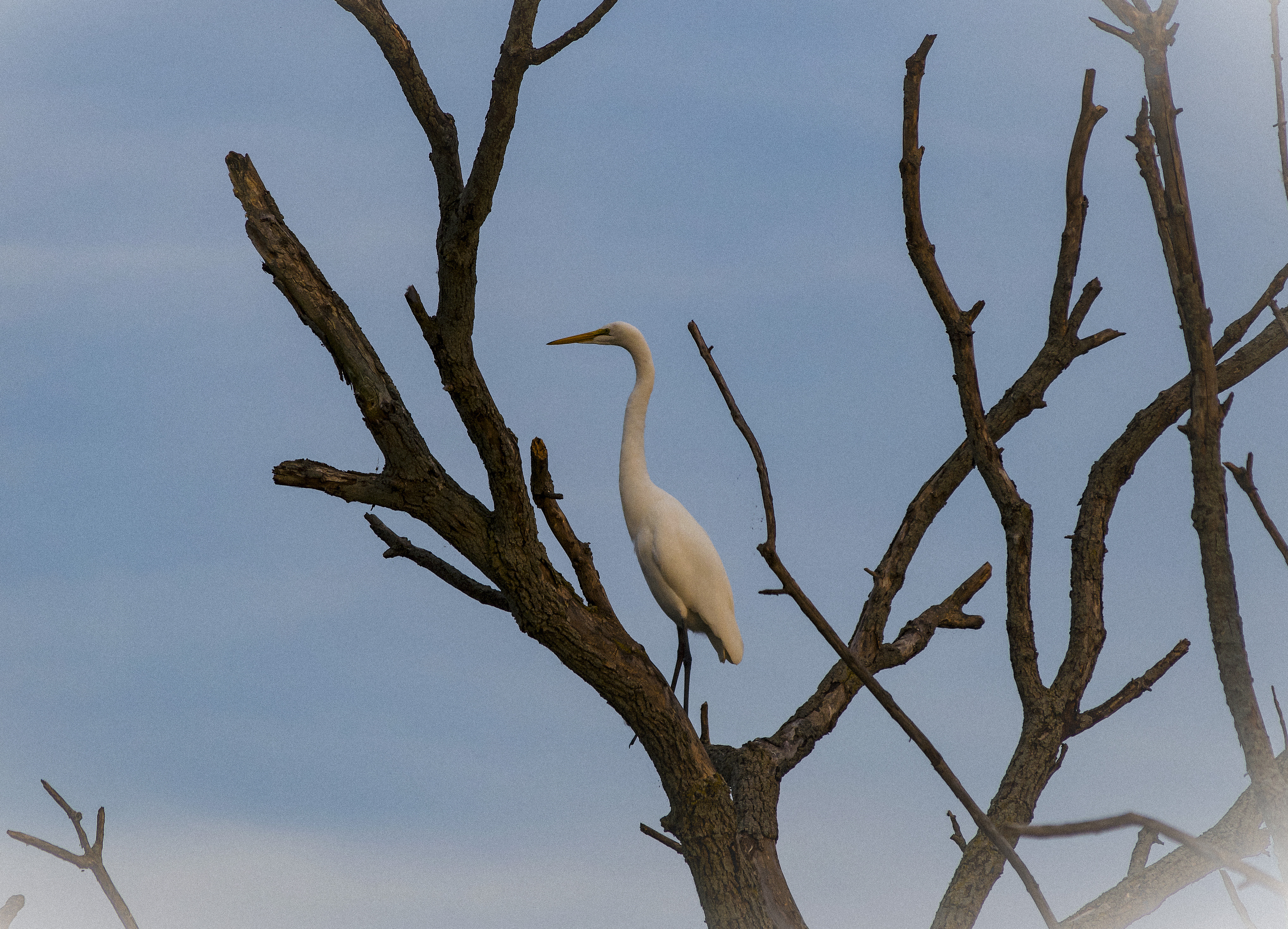 White Egret, Montezuma