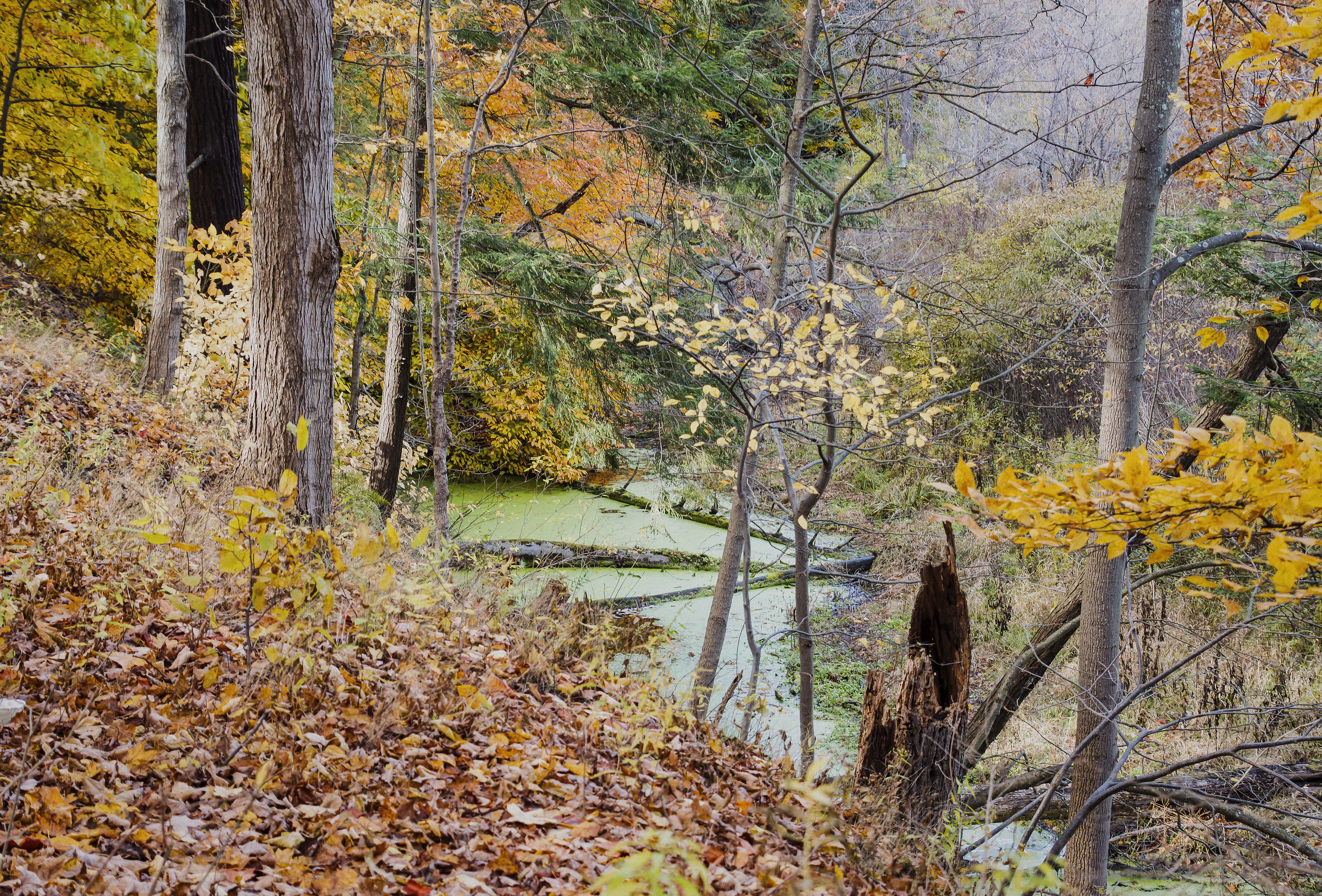 Cayuga Trail, Cornell University