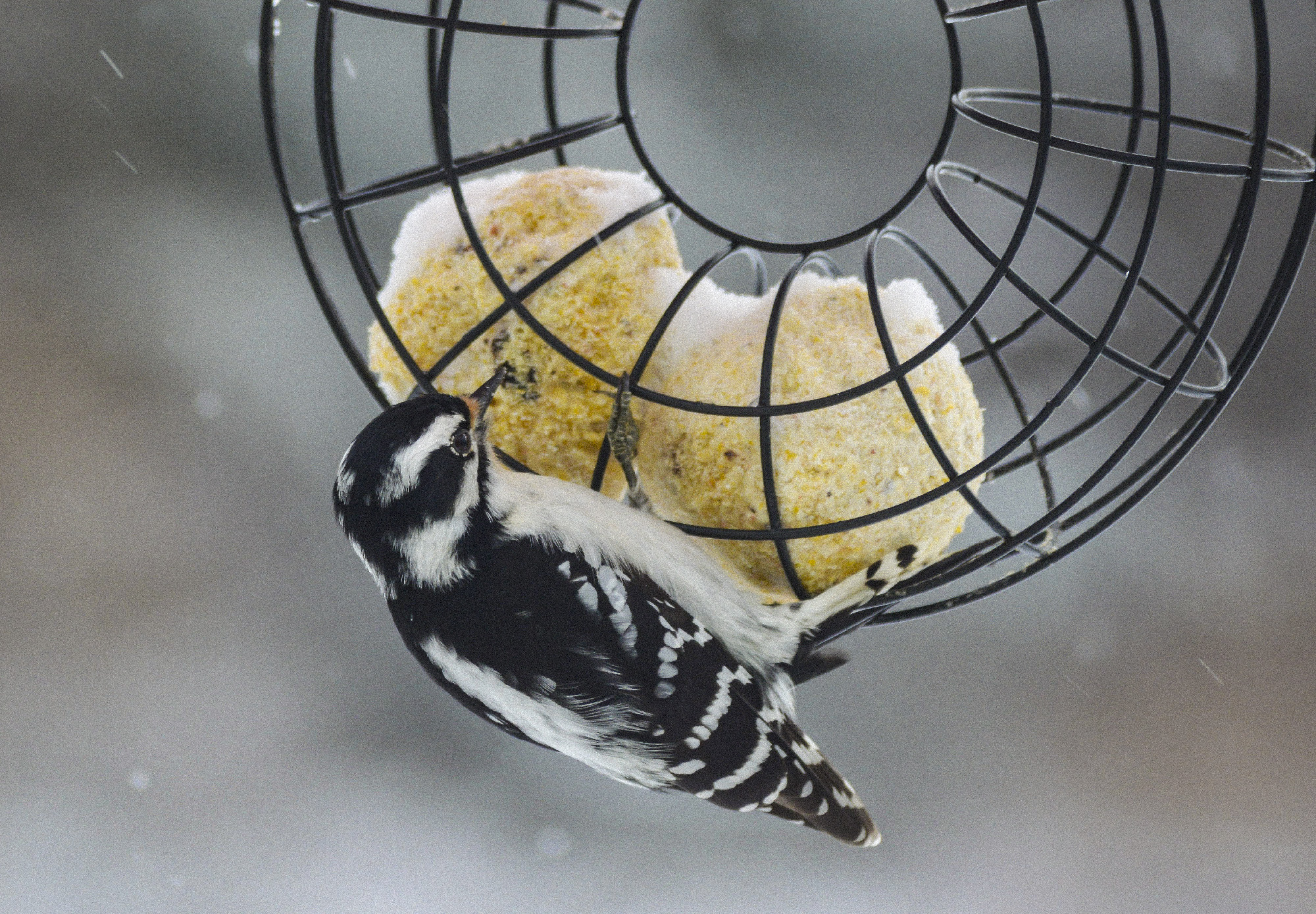 Downy Woodpecker