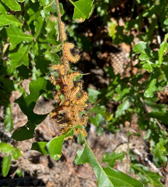 Yellow necked caterpillar having a group hug (we think!)