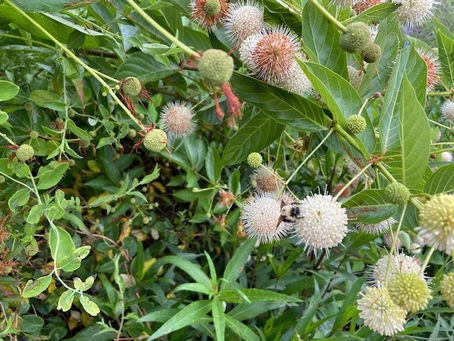 Children's Pollinator Garden - Buttonbush.