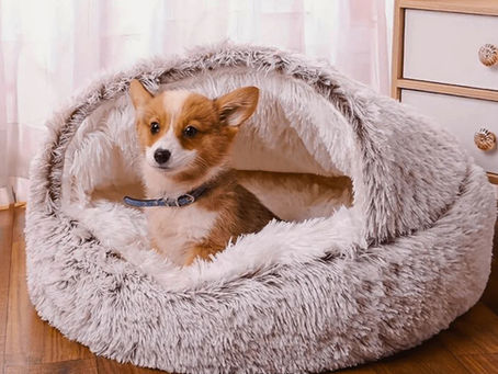 A small puppy sitting in a snuggly bed.