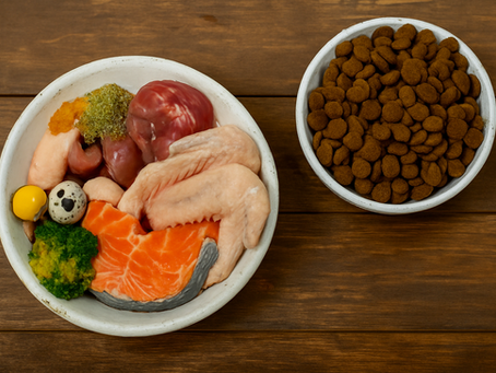 Feeding for Wellness: How Nutrition Shapes Your Puppy’s Body and Mind