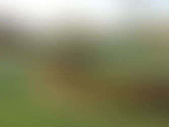 Installation de haie