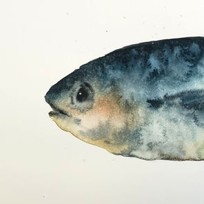 Arte creativa. Acquerello. Animali ad acquarello. Loose watercolor painting. Pesce in acquerello. Watercolor fish
