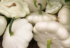 organic sqaush seeds canada.jpg