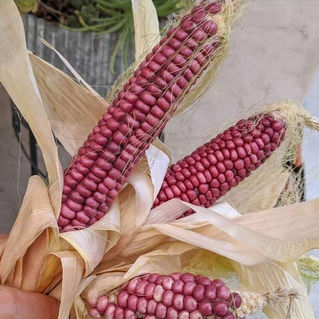 Organic Corn