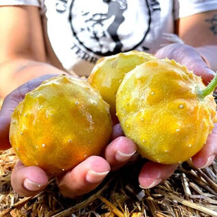 Organic Melon Seeds Canada
