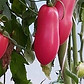 tomato rare seeds