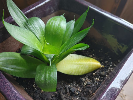 Why does something have to die?