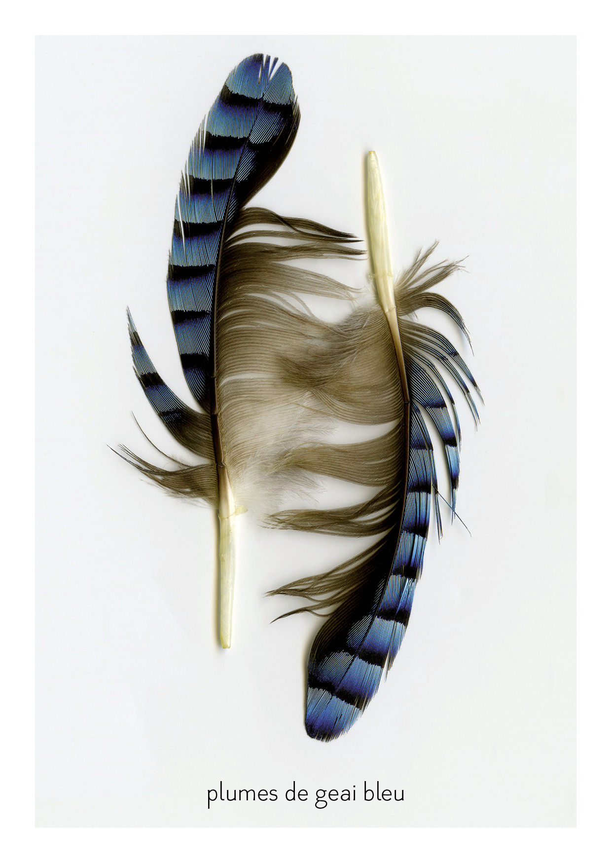 geai bleu