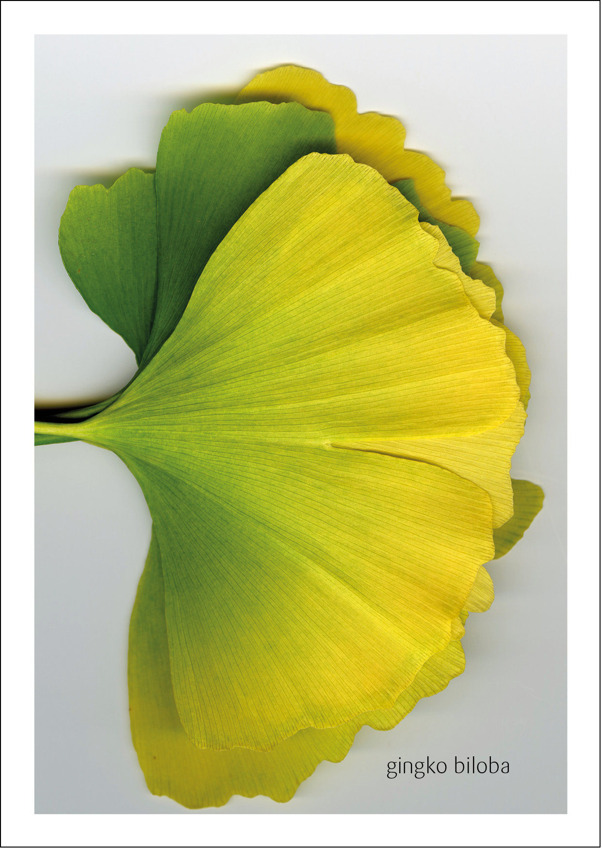 gingko biloba