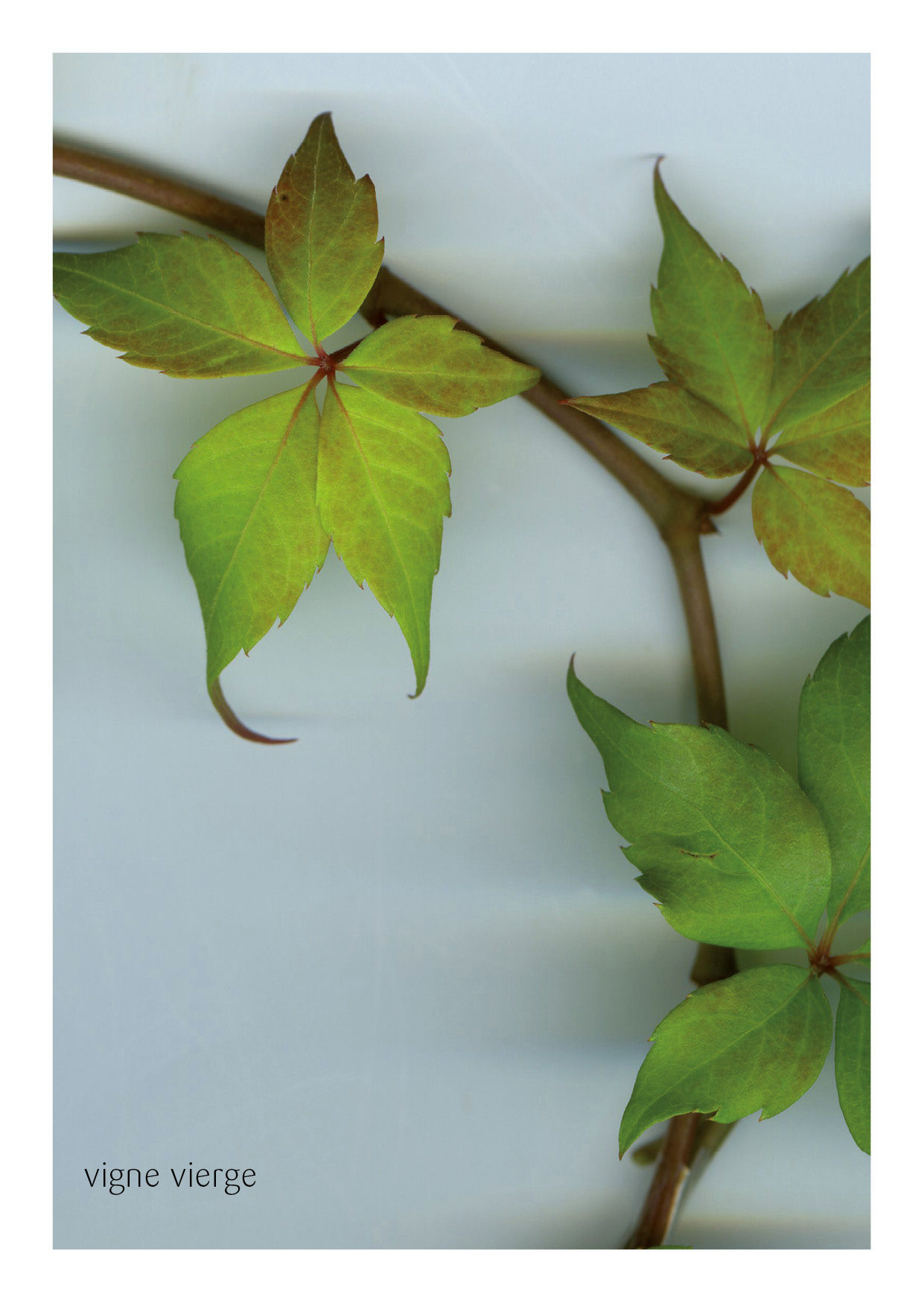 vigne vierge