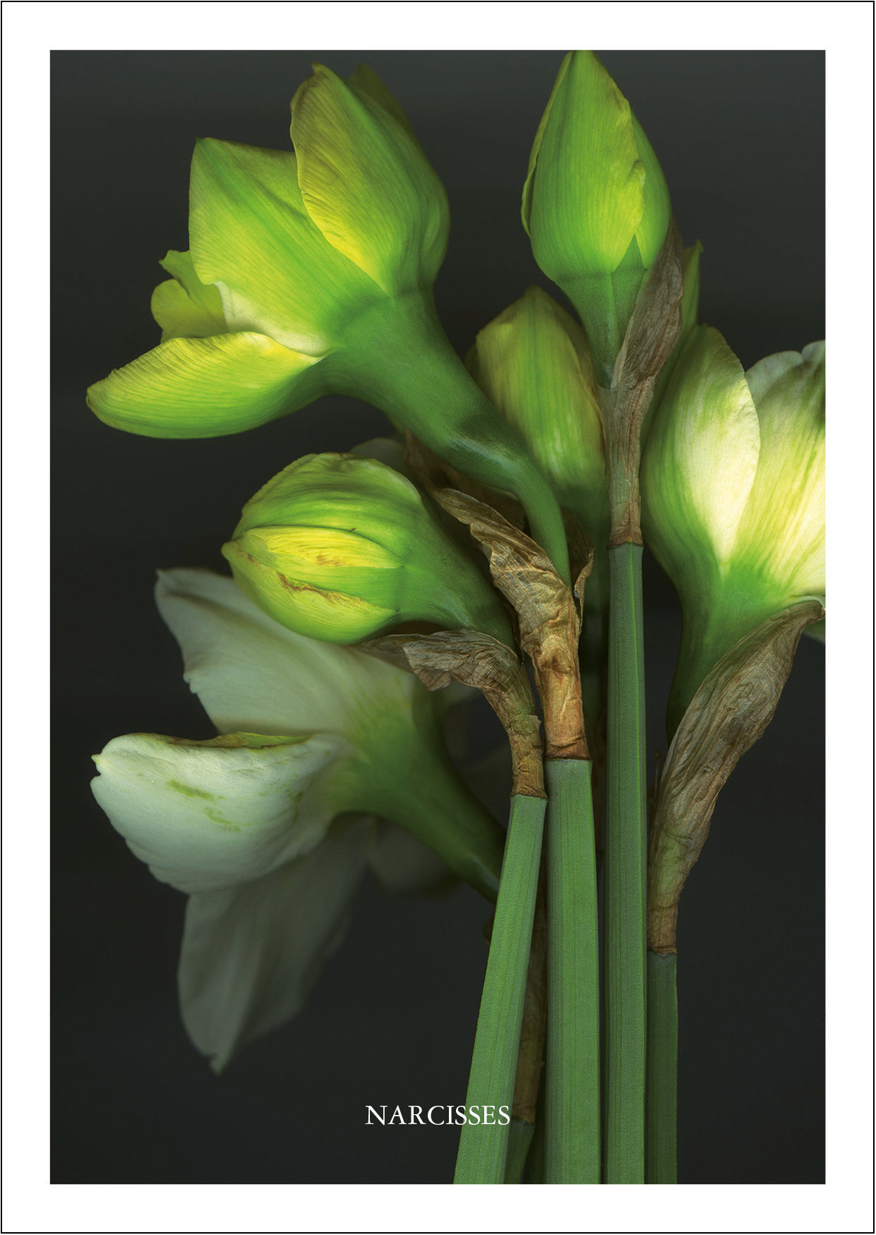 narcisses