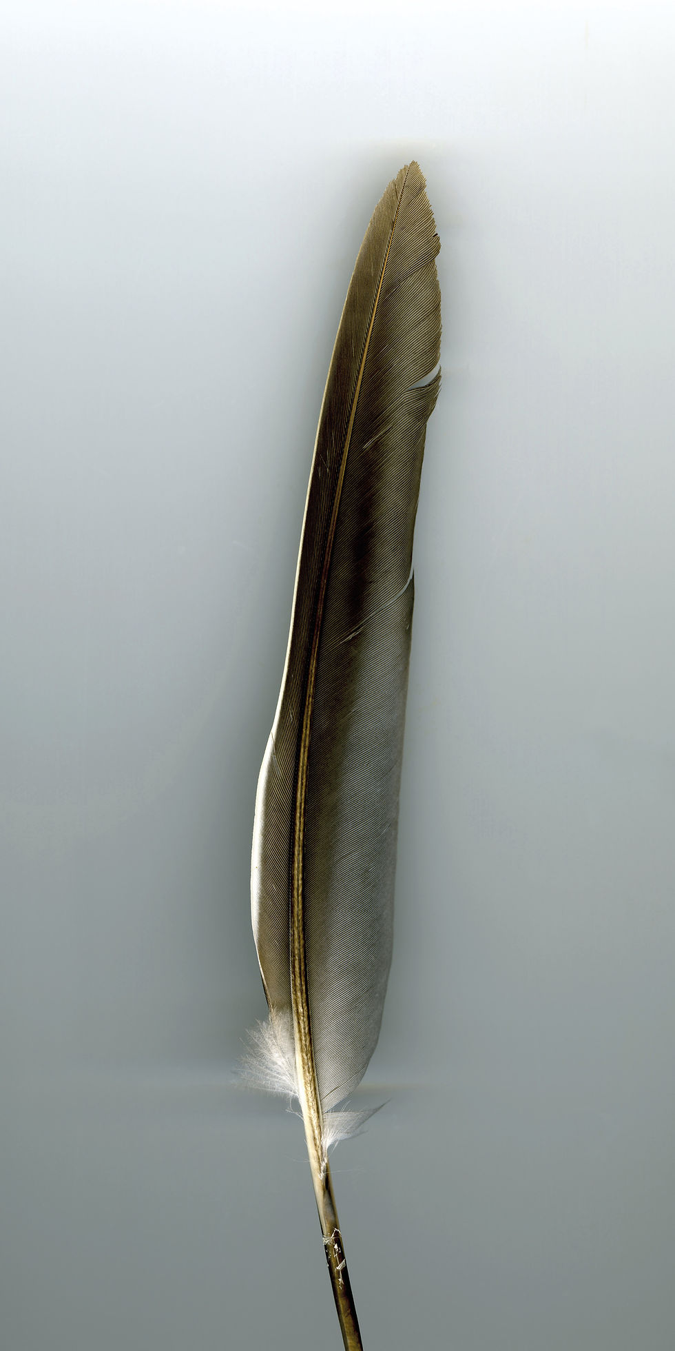 Miniature : goéland