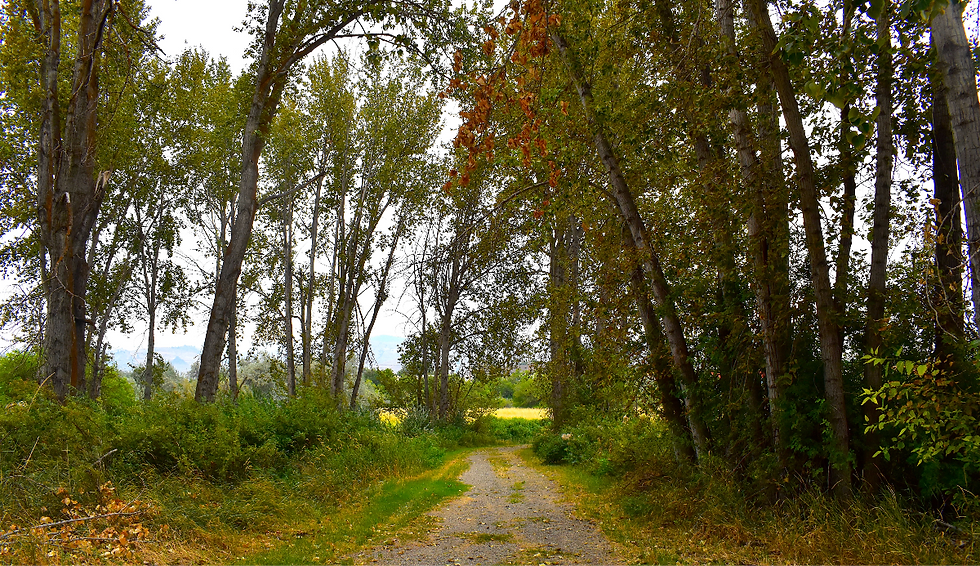 Trail in Wenatchee Confluence State Park