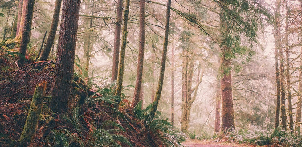 Ecola State Park Forest