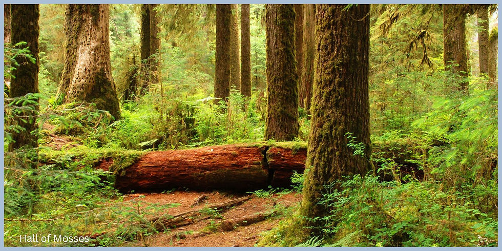 Hall of Mosses Moss