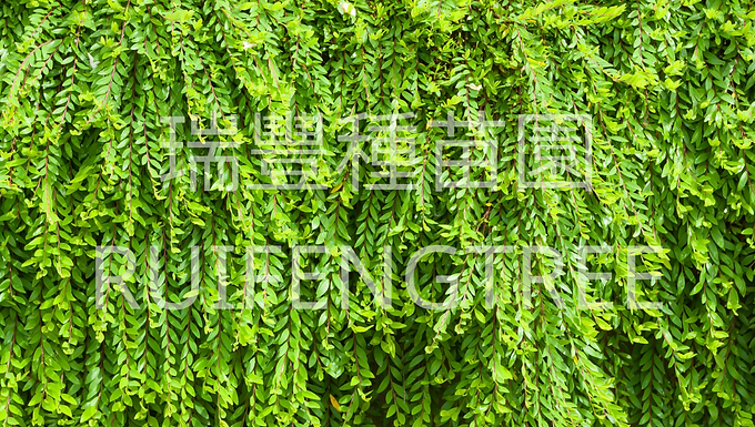 錫蘭葉下珠