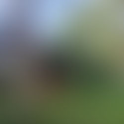 emergency tree removal