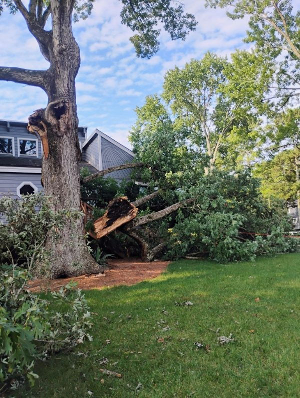emergency tree removal