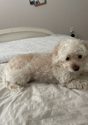 Lylah (F1 Maltipoo female)