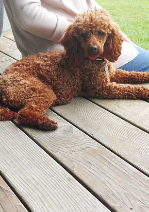 Charlie (Red mini poodle dad)