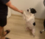 enriquecimento-ambiental-cognitivo