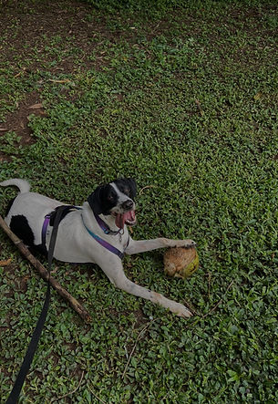 vibe-de-cao-adestramento-de-caes