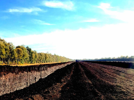 Beleef het veen: Rühlermoor en Wietmarscher moor (Duitsland)