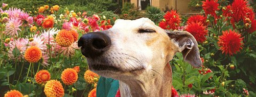 flower sniffing dog.jpg